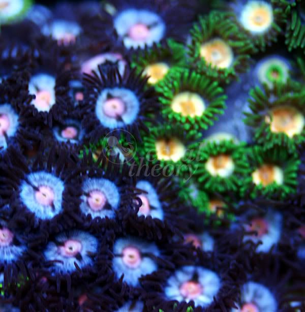 zoa7-2.jpg