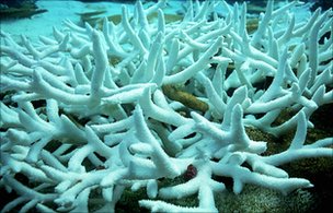 _50738737_bleachedcorals1.jpg