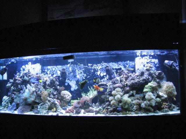 Reef1-10-2012004.jpg