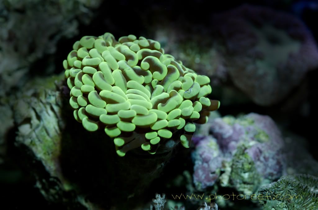 hammercoral.jpg