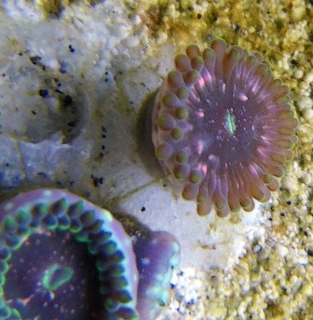 zoa3.jpg