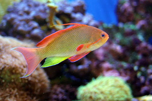 Anthias4.jpg