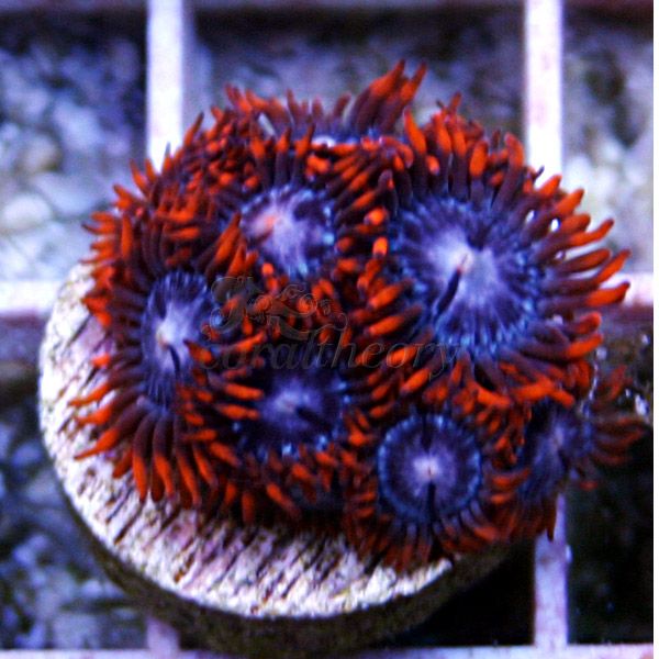 zoa7.jpg