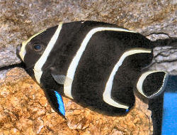 FrenchAngelfish%28juv%29WMA_C373_med.jpg