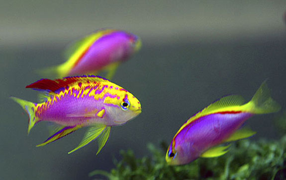 Ventralis-Anthias.jpg