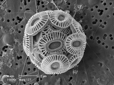 coccolithophore_Ehux,1.jpg