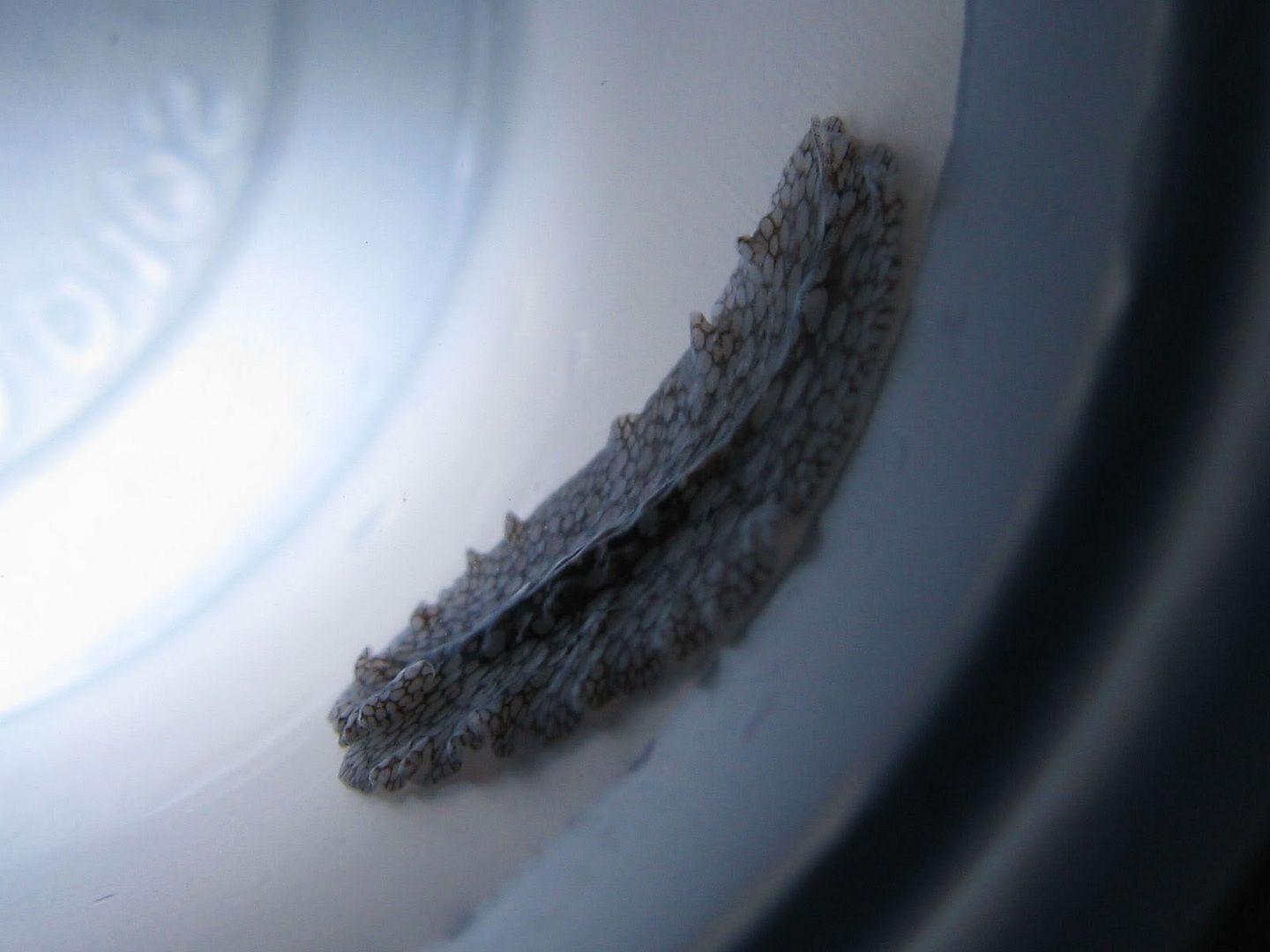flatworm2.jpg