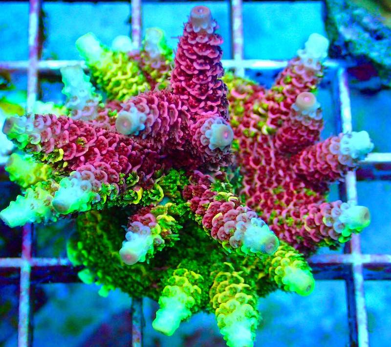 reefbuilders.com
