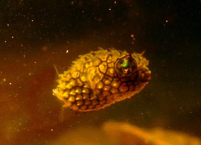 boxfish007-1.jpg