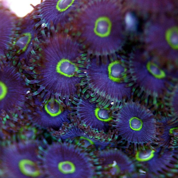 zoa1-3.jpg