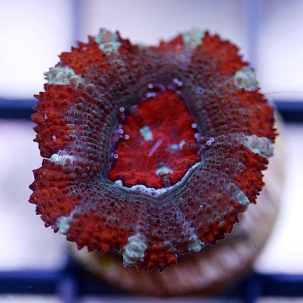 acan3_15.jpg