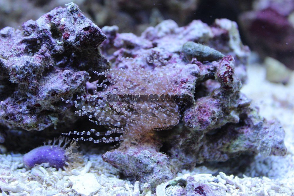 www.kpaquatics.com