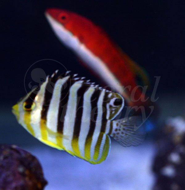 angelfish_zpsc9859678.jpg