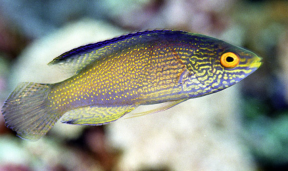 Cirrhilabrus-Wrasse-sp.jpg