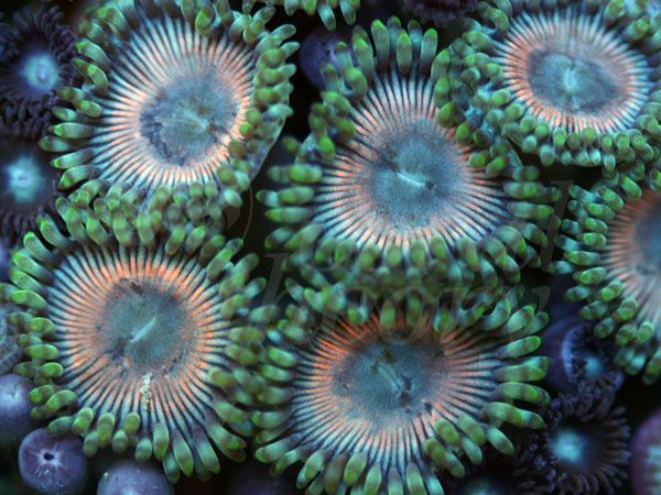 zoa9_zps48c0ff5a.jpg