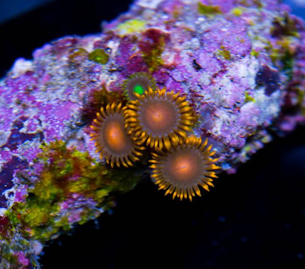 Zoas20_zps4a67591a.jpg