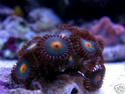 Zoanthid-GorillaNipple.jpg