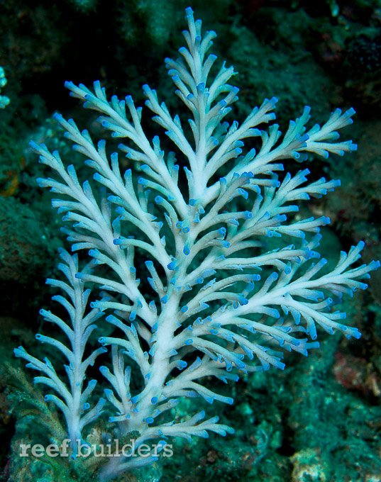 acropora-speciosa-2.jpg