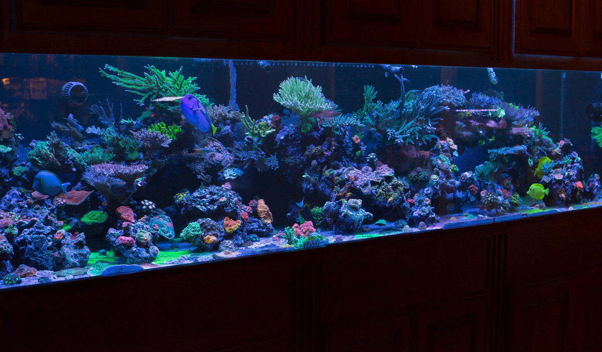 LLAb61F.jpg