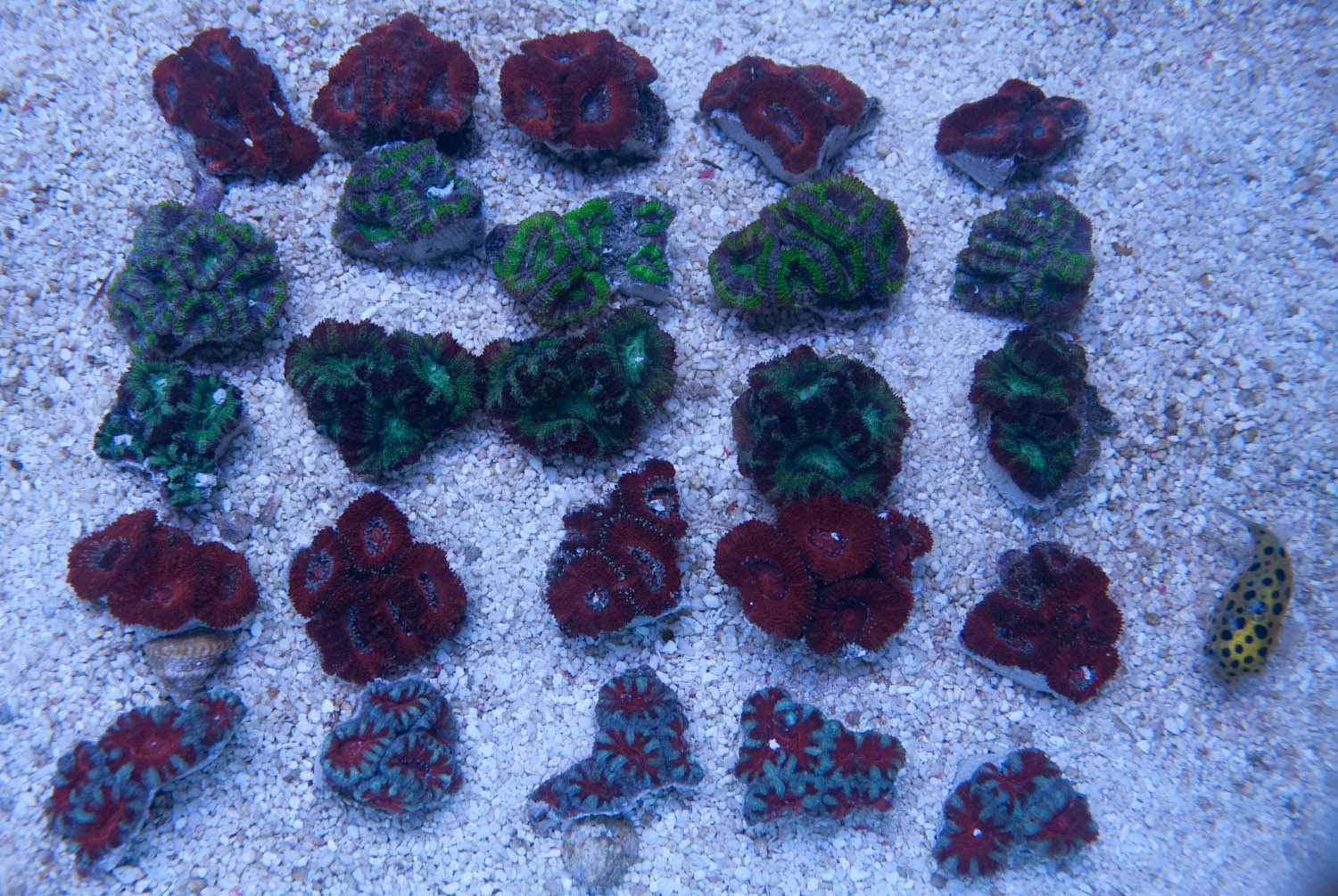 acan.jpg