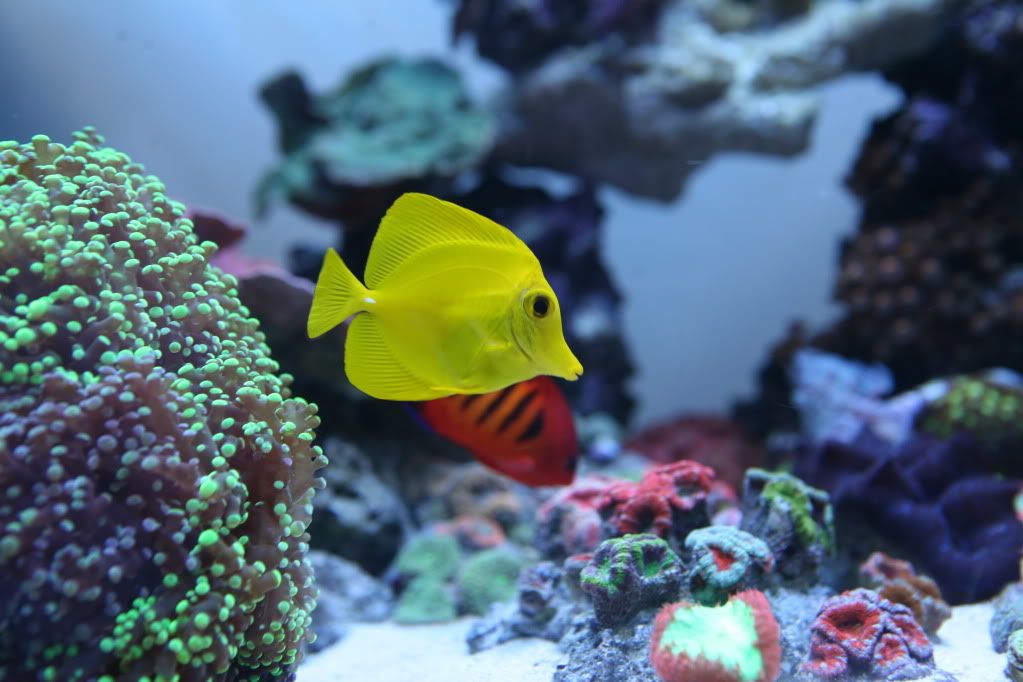 yellowtang.jpg