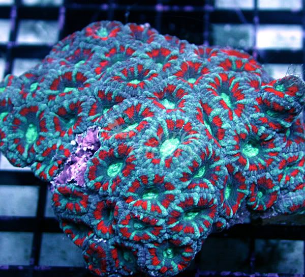 acan-3.jpg