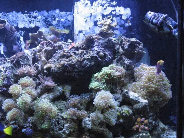 Reef1-10-2012005-1.jpg