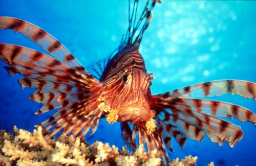 lion-fish-739346.jpg