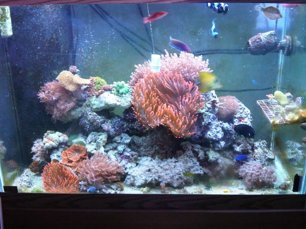 65gallon3-13-12.jpg