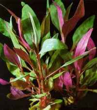 alternanthera_reineckii.jpg