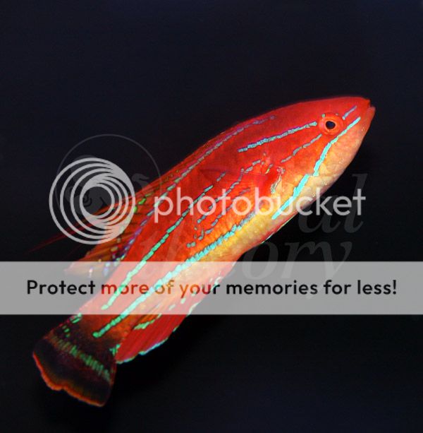 flasherwrasse_zps549f62af.jpg