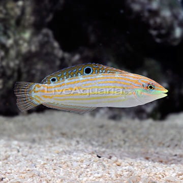 p-78453-adorned-wrasse.jpg