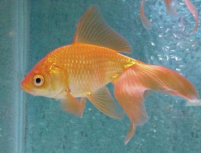 goldfish1.jpg