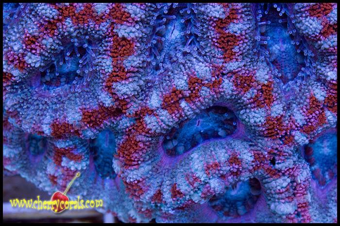 NewCoral_24copy-1.jpg