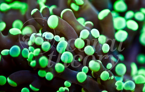 frogspawn1_zps58569622.jpg