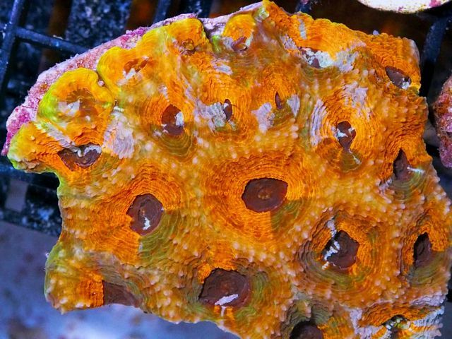 tn_F%20JN1915%2039%20Orange%20Crush%20Acanthastrea%20echinata_zpsj0mougp8.jpg