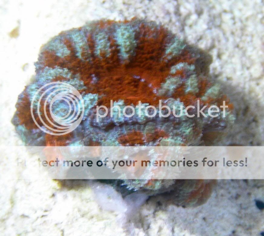 acan2.jpg