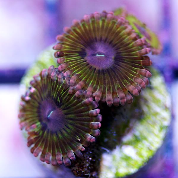 zoa5_30.jpg