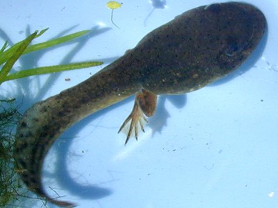 Tadpole2.jpg