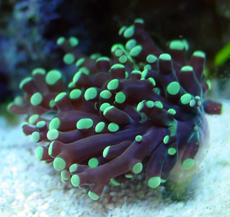 072802frogspawn4.jpg
