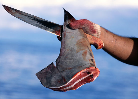 shark-fin.jpg