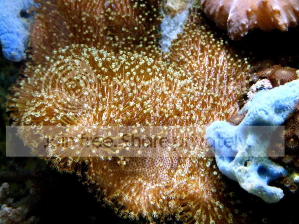 YELCORAL.jpg