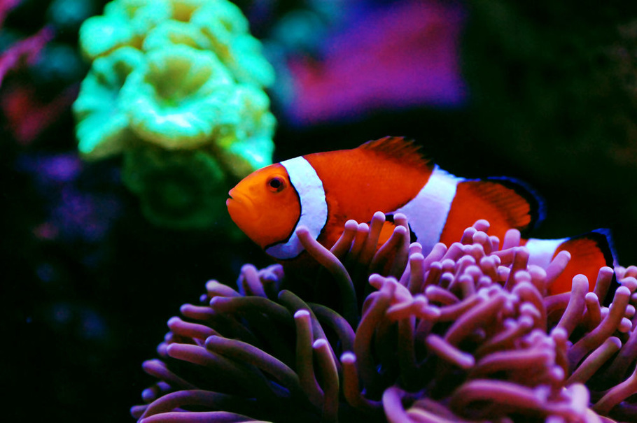 Ocellaris-Clownfish-Tank-Bred--ba3oRUm.jpg