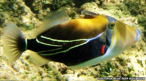 _51071813_exoticfish.jpg