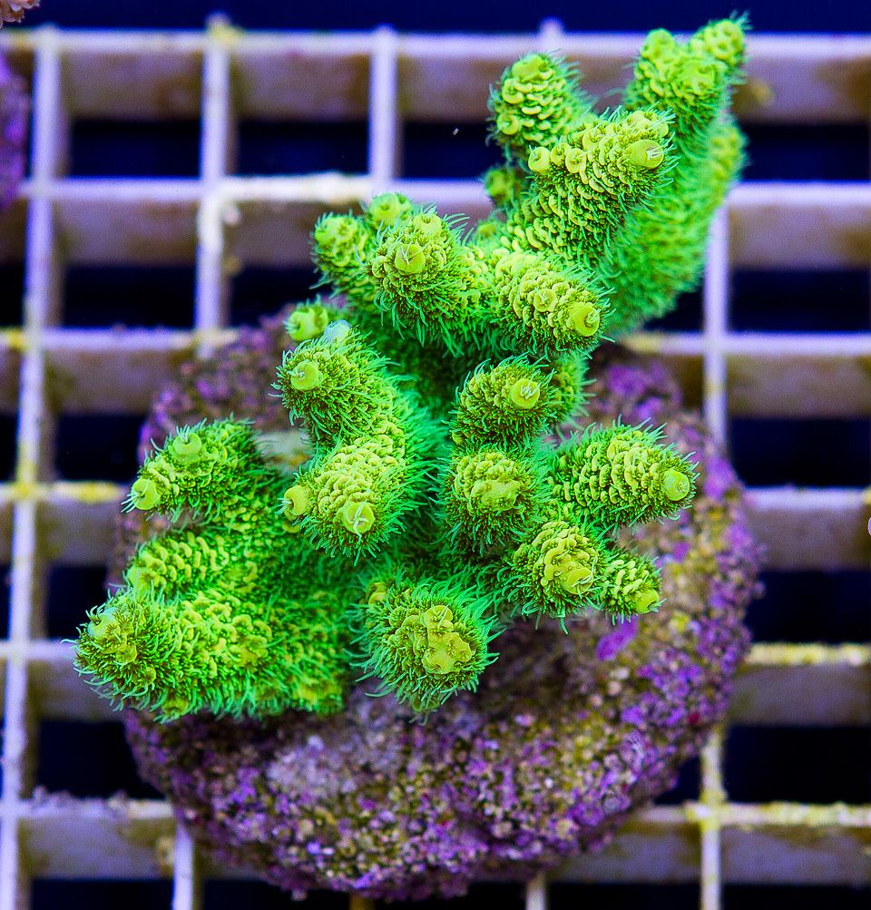 a-new-coral_10-3.jpg
