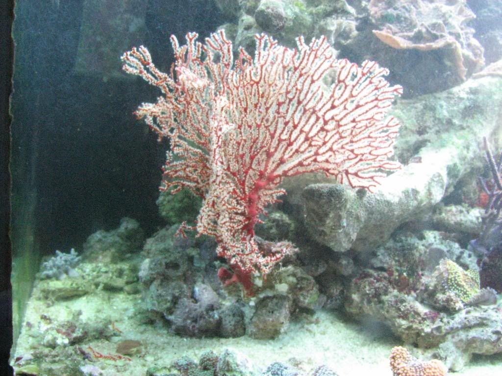 Reef-Gorgonians011.jpg