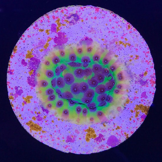 ppecyphastrea1.jpg