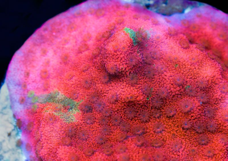 newcoralsA2202a.jpg~original