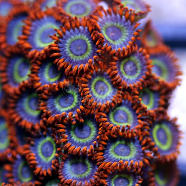 japaneseDeepwaterZoanthid53-5P30.jpg