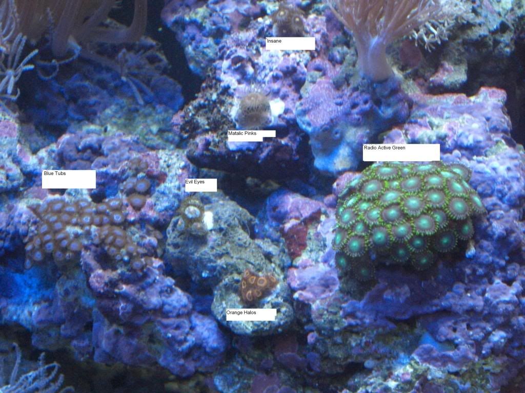 coral.jpg